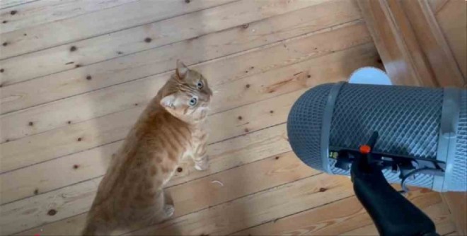 A still from Flow, directed by Gints Zilbalodis.