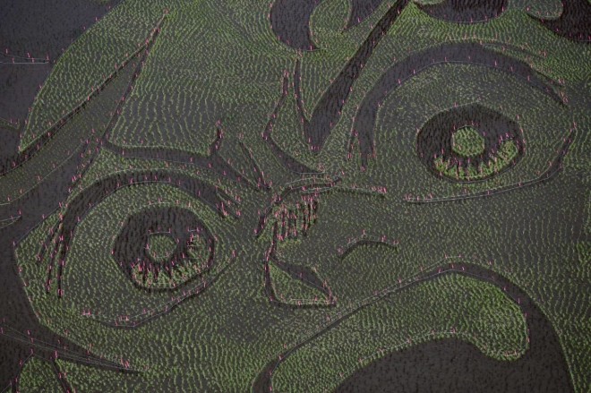Massive rice paddy art of Tanjiro Kamado appears in Gyoda City, Saitama, Japan.